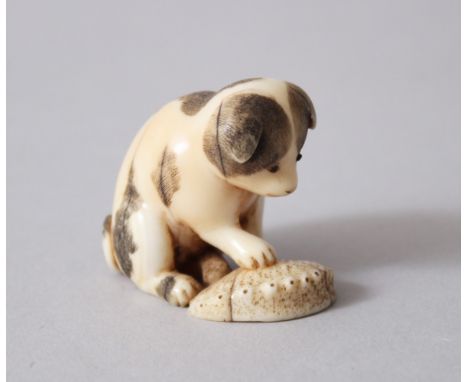 A JAPANESE MEIJI PERIOD CARVED &amp; STAINED IVORY NETSUKE OF AN AKITA PUPPY, modeled with its paw upon an abalone shell toy,