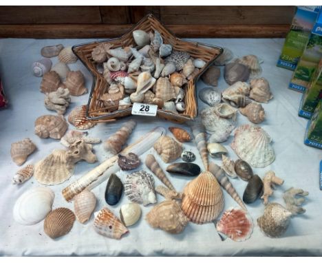 A good collection of sea shells 