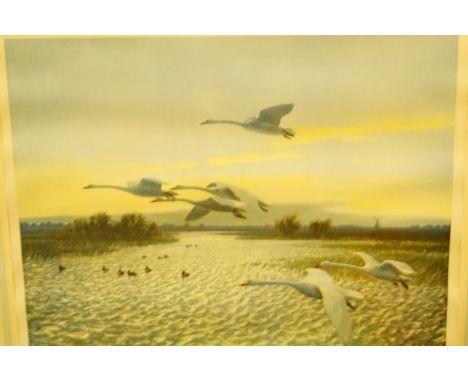 By and after Peter Scott. Swans in flight, colour print, signed in pencil, with D A A blind stamp, print size 41cm x 53cm.