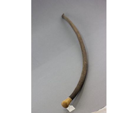 An Antique Bull's Penis Walking Stick with ivory handle 