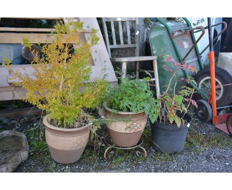 Two glazed and one plastic Planter.