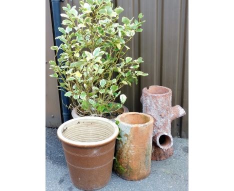 Four garden planters, to include a brown circular garden planter with ivy tree, 40cm high, a further brown pot, 43cm high, a 
