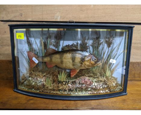 A taxidermi perch mounted in a naturalistic setting, in a glazed bow fronted, ebonized case, marked to the front Perch 1lb 1/