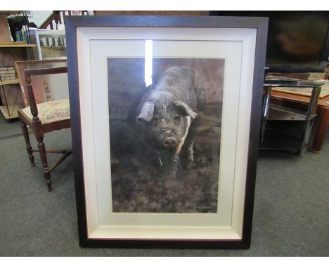 CHRISTOPHER BERRY: "Alf", a large framed and glazed print of a pig