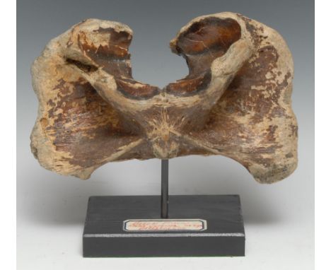 Natural History - Palaeontology - a bison priscus atlas vertebra, 24cm wide 