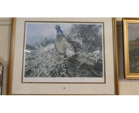 A Framed Limited Edition Print of a Cock Pheasant Signed In Pencil to the Border by the Artist Allan Hayman 