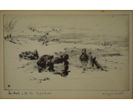 After Winifred Marie L Austen (1876-1964) - 'The Hole in the Ice, Tufted Duck', lithograph, pencil signed and titled to margi