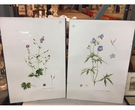 TWO FRAMED WILDFLOWER PRINTS 