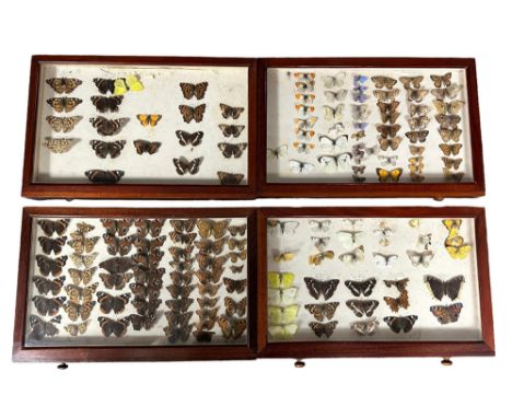 Wooden ten drawer butterfly cabinet, with many interesting specimens, including; Marbled White, Small Ringlet, Scotch Argus, 