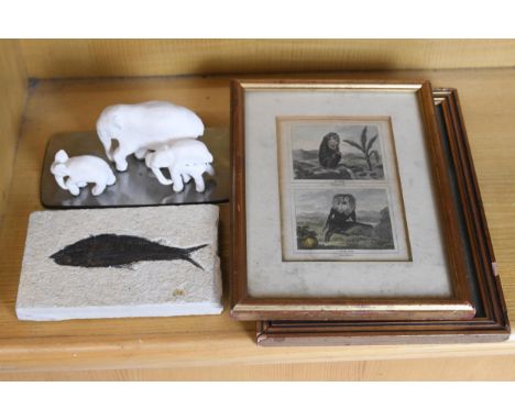 A fish fossil and two framed hand coloured engravings of monkeys. Fossil dated to 50 million years H.23 W.16 cm. 