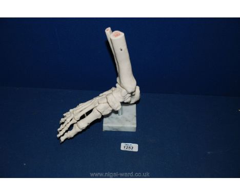 An Anatomical model of a Human Foot