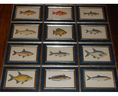 Jonathan Couch FLS (British, 1789-1870), Fish of the British Isles, a set of twelve hand-coloured plates of fish, mounted in 