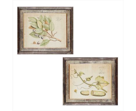 SIX DUTCH HAND-COLOURED BOTANICAL ENGRAVINGS, BY RHEEDE TOT KRAAKESTEIN CIRCA 1685, AMSTERDAM from Hortus Indicus Malabaricus