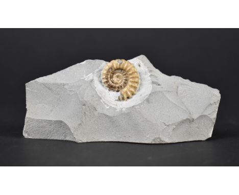 A Lyme Regis Ammonite Fossil, 13cms Wide