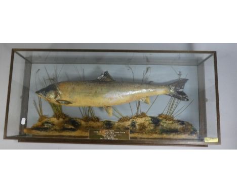 A Cased Taxidermy Salmon by Barry Williams, Cannock the First Salmon Caught on the Entire River Severn System 1984 Season Com