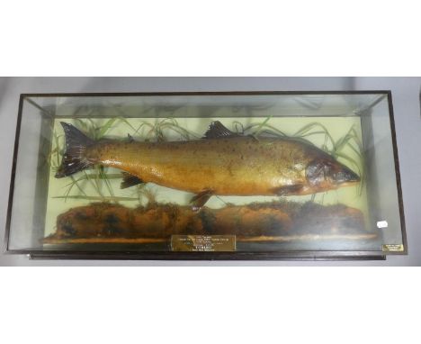 A Cased Taxidermy Study of a Salmon by Barry Williams, Cannock, First Salmon Caught on the Entire River Severn System 1979 Se