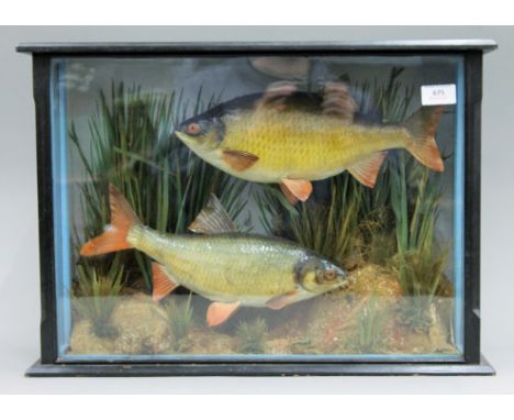 A case containing two taxidermy specimens of a Roach (Rutilus rutilus) and a Rudd (Scardinius erythrophthalmus), attributed t
