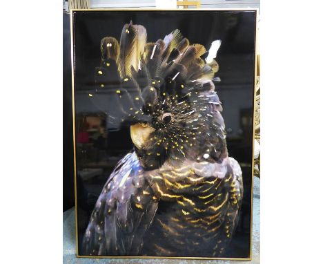 CONTEMPORARY SCHOOL, portrait of a cockatoo, framed, 143cm x 103cm. 