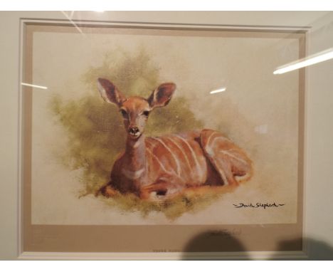 A Framed David Shepard Print, Young Kudu, Signed by the Artist.