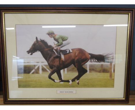Shergar Walter Swinburn print 67x50cm