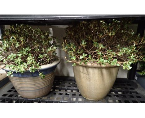Pair of Evergreen shrubs in ceramic pots. Not available for in-house P&amp;P, contact Paul O'Hea at Mailboxes on 01925 659133