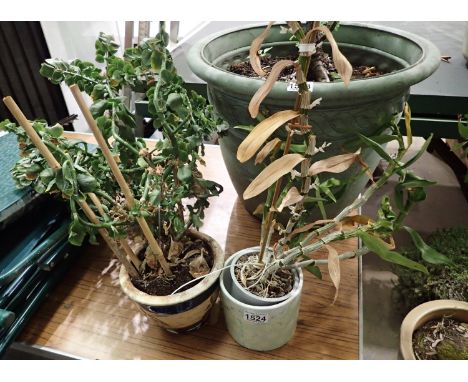 Two garden plants in ceramic pots. Not available for in-house P&amp;P, contact Paul O'Hea at Mailboxes on 01925 659133 