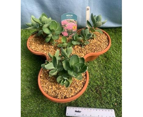 Sedum Matrona tripod planter. Not available for in-house P&amp;P, contact Paul O'Hea at Mailboxes on 01925 659133 