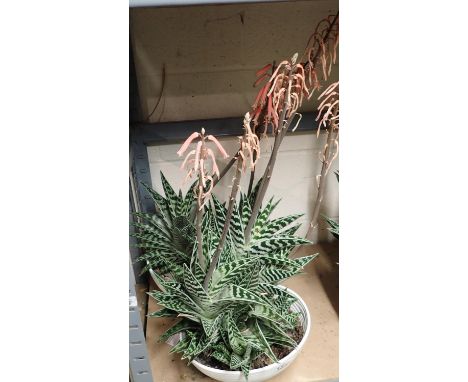 Pair of Aloe Vera in circular ceramic pots. Not available for in-house P&amp;P, contact Paul O'Hea at Mailboxes on 01925 6591