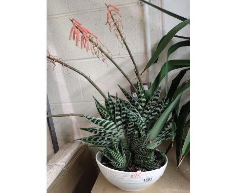 Aloe Vera in circular ceramic pot. Not available for in-house P&amp;P, contact Paul O'Hea at Mailboxes on 01925 659133 
