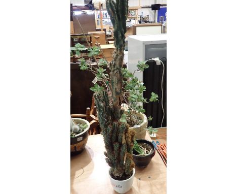 Single cactus in ceramic pot. Not available for in-house P&amp;P, contact Paul O'Hea at Mailboxes on 01925 659133 