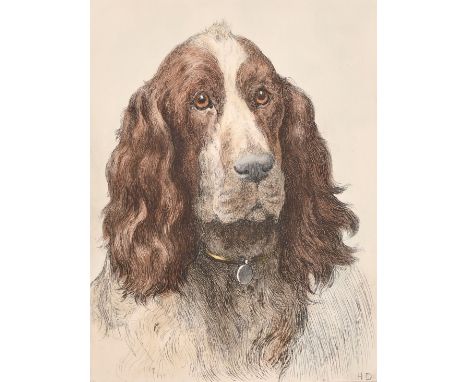 Herbert Dicksee. Study of a springer spaniel, colour etching, later impression. Plate size 13" x 9" (33 x 23cm).