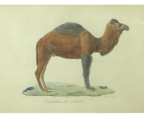 An Indian 19th century study of a camel with decorative saddle, watercolour on paper, 14 by 18cm, framed, 26 by 31cm, togethe