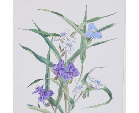 John Nash (1893 - 1977), Tradescantia Virginica, colour lithograph on paper from English Garden Flowers, colour lithograph, 1