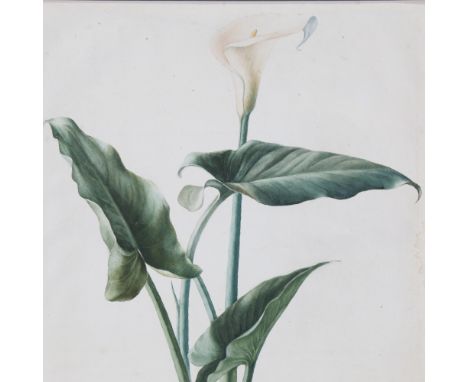 20th century watercolour, botanical study lily, unsigned, 20" x 15", mountedShort tear near bottom left-hand corner, water st