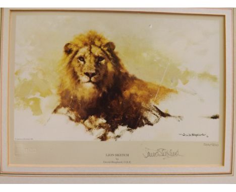 David Shepard lion print limited edition signed in pencil with blind stamp