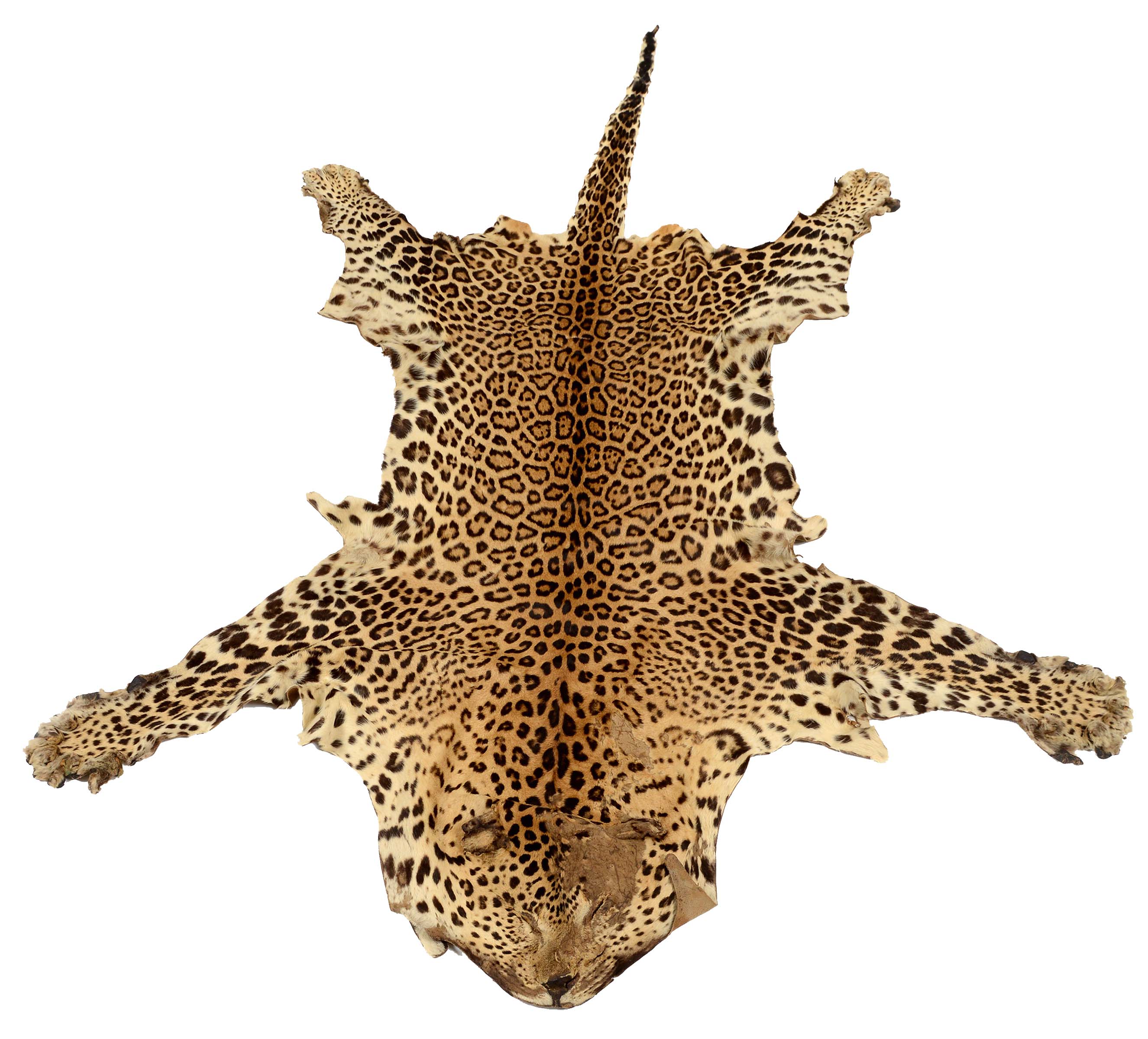 LEOPARD SKIN a Leopard Skin with a flattened head and face, 242cms long