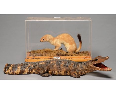 TAXIDERMY. STOAT, IN ACRYLIC CASE AND A LARGER MODEL OF A JUVENILE ALLIGATOR (2) Dusty.   Alligator with damaged tail