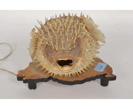 A fabulous unusual table lamp of a blow fish ( taxidermy skin with inset lamp raised on wooden plinth