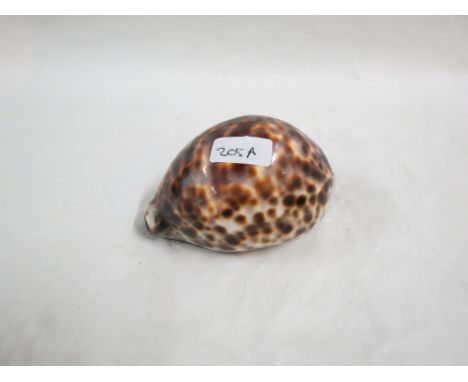 LARGE COWRIE SHELL SNUFF BOX