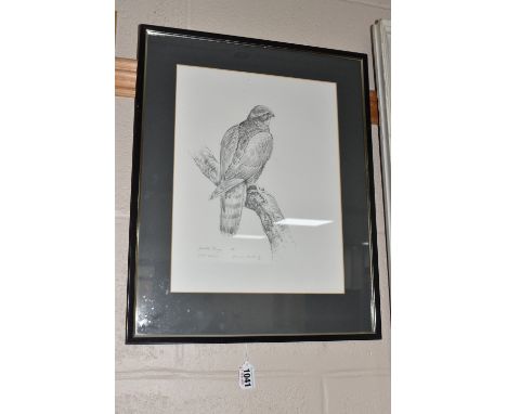 GARETH PARRY (1951) 'SPARROW HAWK', a preparatory sketch of a bird of prey on a branch, signed, titled and dated (19)86 lower