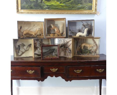 Seven vintage taxidermy garden birds and mustelids, mounted in glazed display cases (9) 