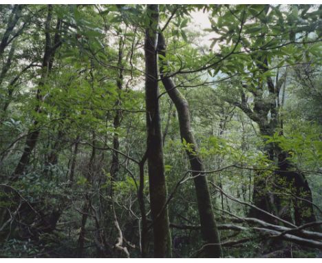 Thomas Struth.  (1954 Geldern -  lebt in Düsseldorf). Paradies. 2004. 6 pigmentierte Tintenstrahldrucke auf leichtem Velinkar