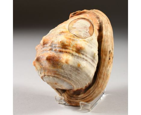 A SHELL CARVED WITH AN ITALIAN OVAL CAMEO PORTRAIT. 13cms long.