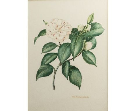 John Horsley (British, 20th century) A botanical study of a camellia watercolour, signed and dated 1972 lower right 11¾ x 8½i