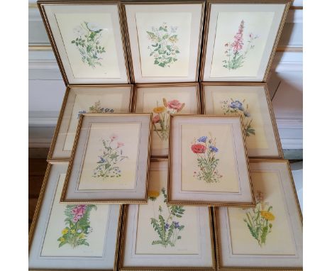 A set of eleven watercolours of wild flowers, D R Marshall, 25 x 17.5cms, framed 