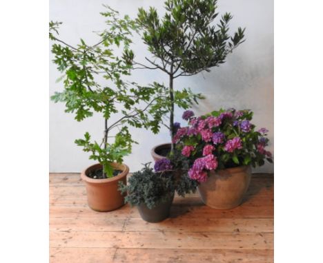 TWO TERRACOTTA GARDEN PLANTERS AND GLAZED PLANTER,&nbsp; planted with hydrangea, oak sapling, hebe and one other planter 