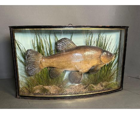 A taxidermy Tench fish in naturalistic setting and bow front case signed "Trench" 3167025 caught by P.B Poole at Chruchurch A