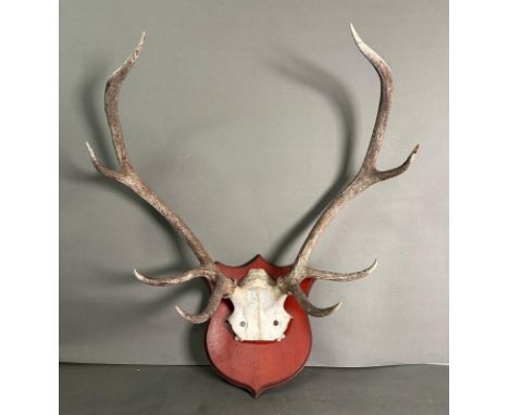 A set of eight point stag antlers from the Balmoral estate mounted on plinth 