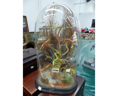 AN ARRANGEMENT OF GRASSES ABOUT A TREE TRUNK UNDER A GLASS DOME.   H 42.5cms.