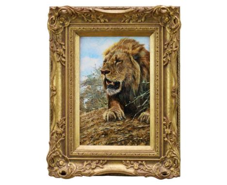 *Alan M. Hunt (b.1947) oil on board - A Lion, signed, dated '99, further signed verso, 31cm x 20cm, in gilt frameVery good co